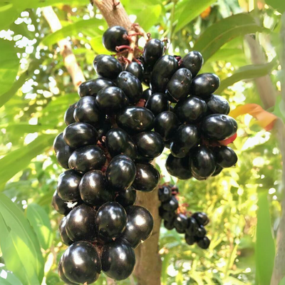 Live black plum Black Jamun Plant