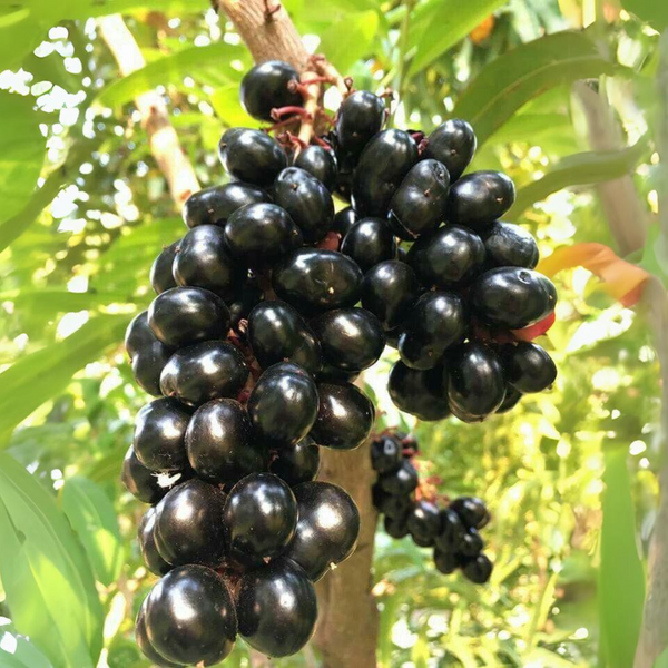 Live black plum Black Jamun Plant