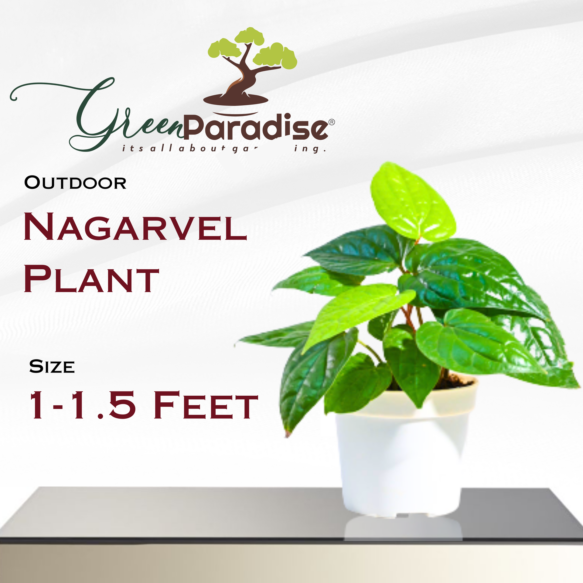 nagarvel plant Desi paan plant betel leaf plant (1 Sapling Plant)