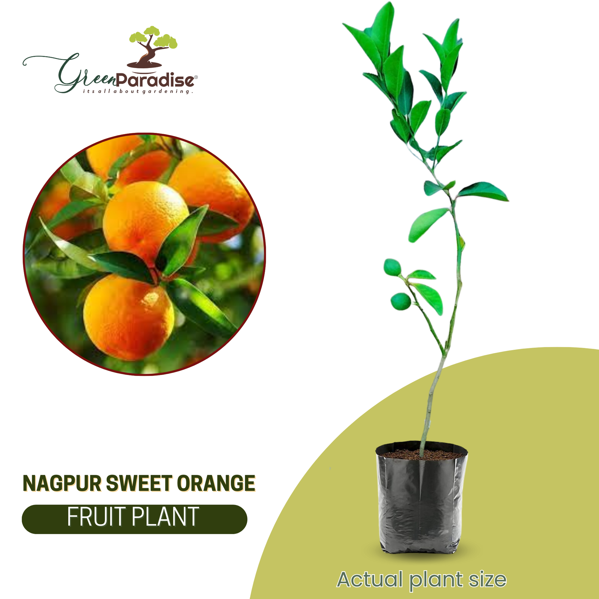 Bonsai suitable Delicious SWEET NAGPUR ORANGE Plant All Season1 Live Plant