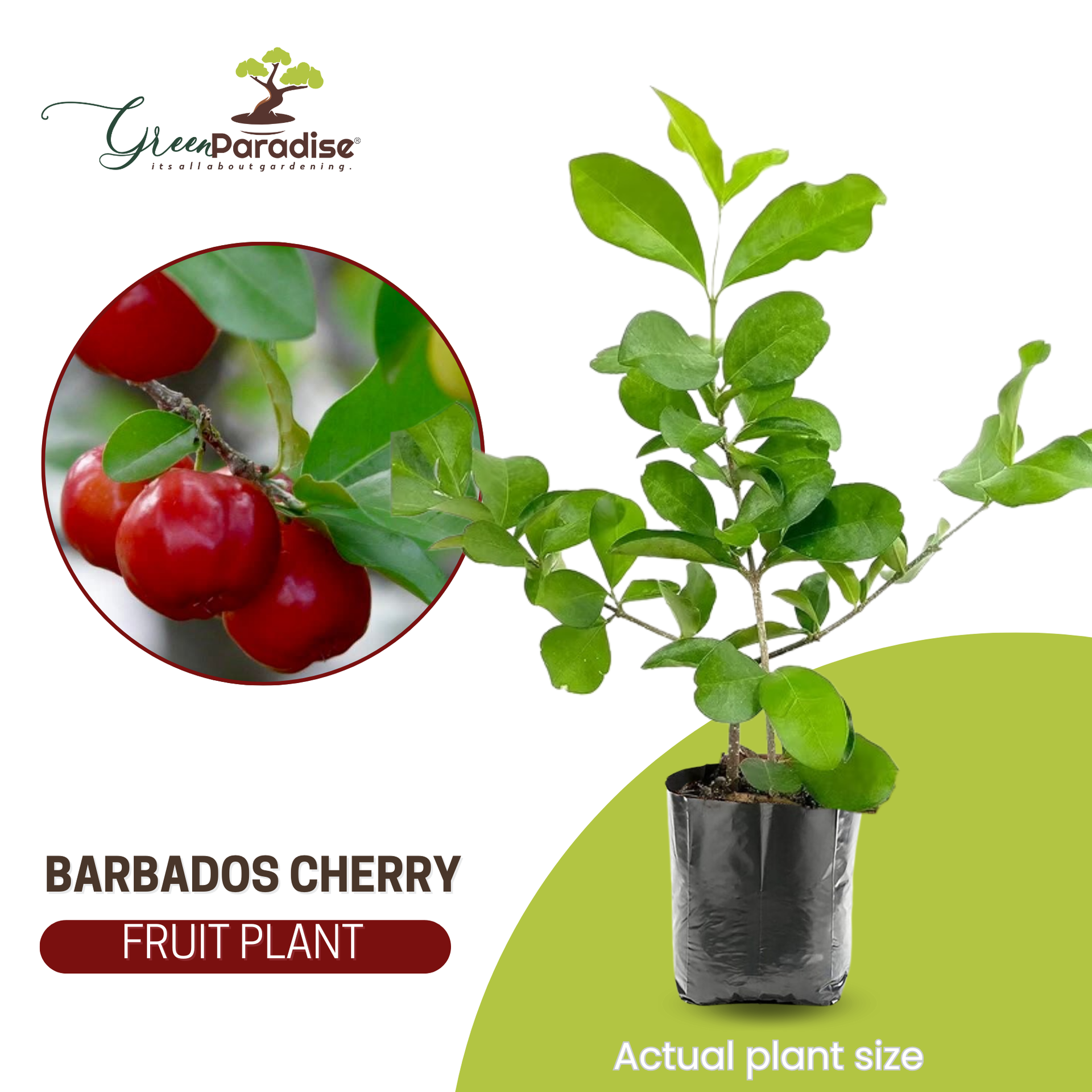 Live Barbadose Cherry Plant Suitable For Bonsai