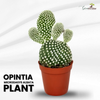 Green Paradise® Opuntia Microdasys albata Live Cactus Plant