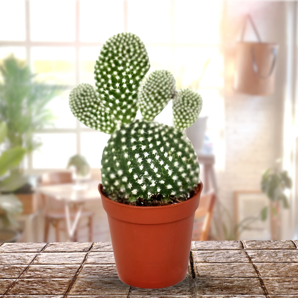 Green Paradise® Opuntia Microdasys albata Live Cactus Plant