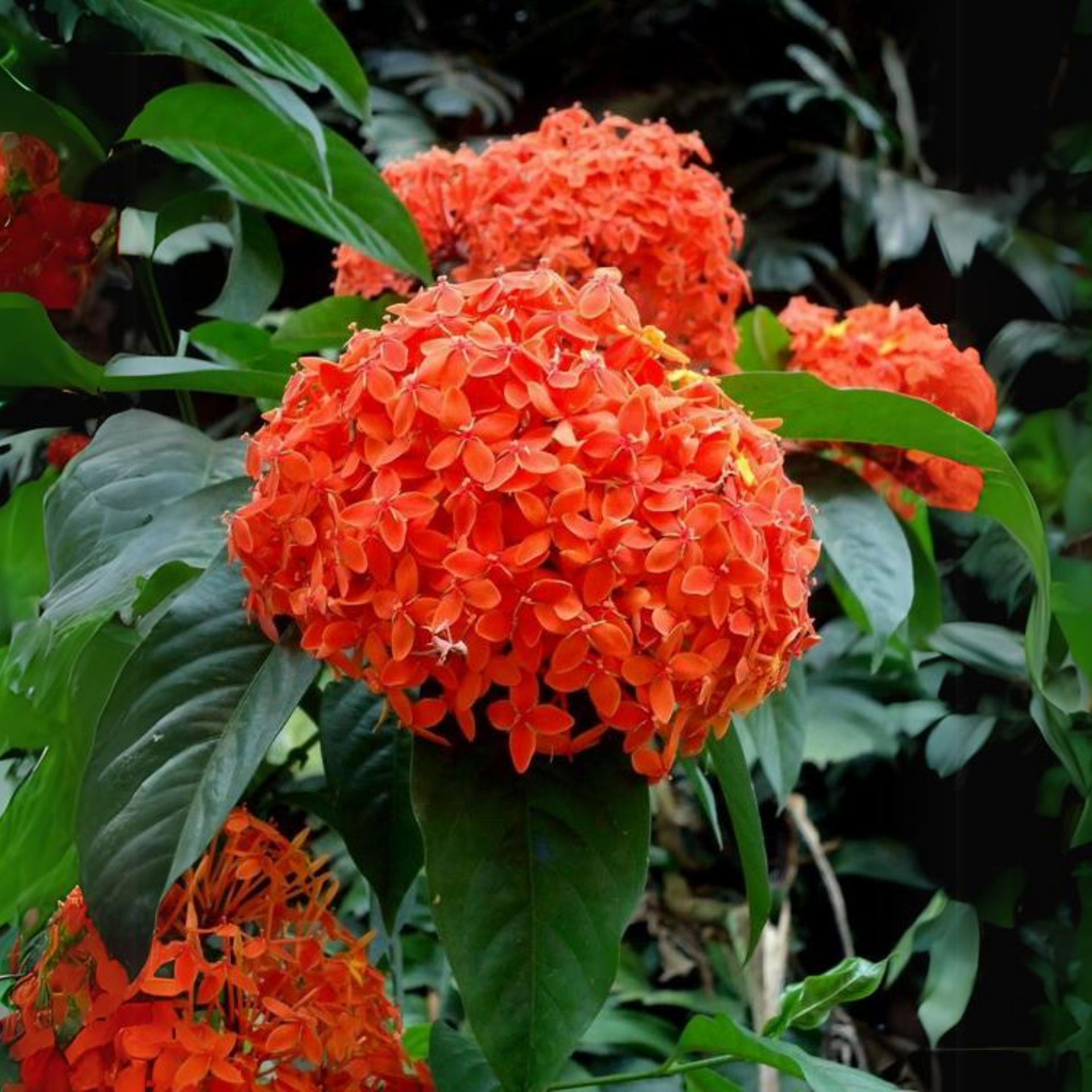 ixora Orange Live Plant