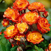 Exclusive Live Orange climbing rose Plant
