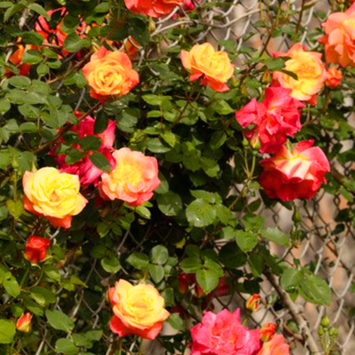 Exclusive Live Orange climbing rose Plant