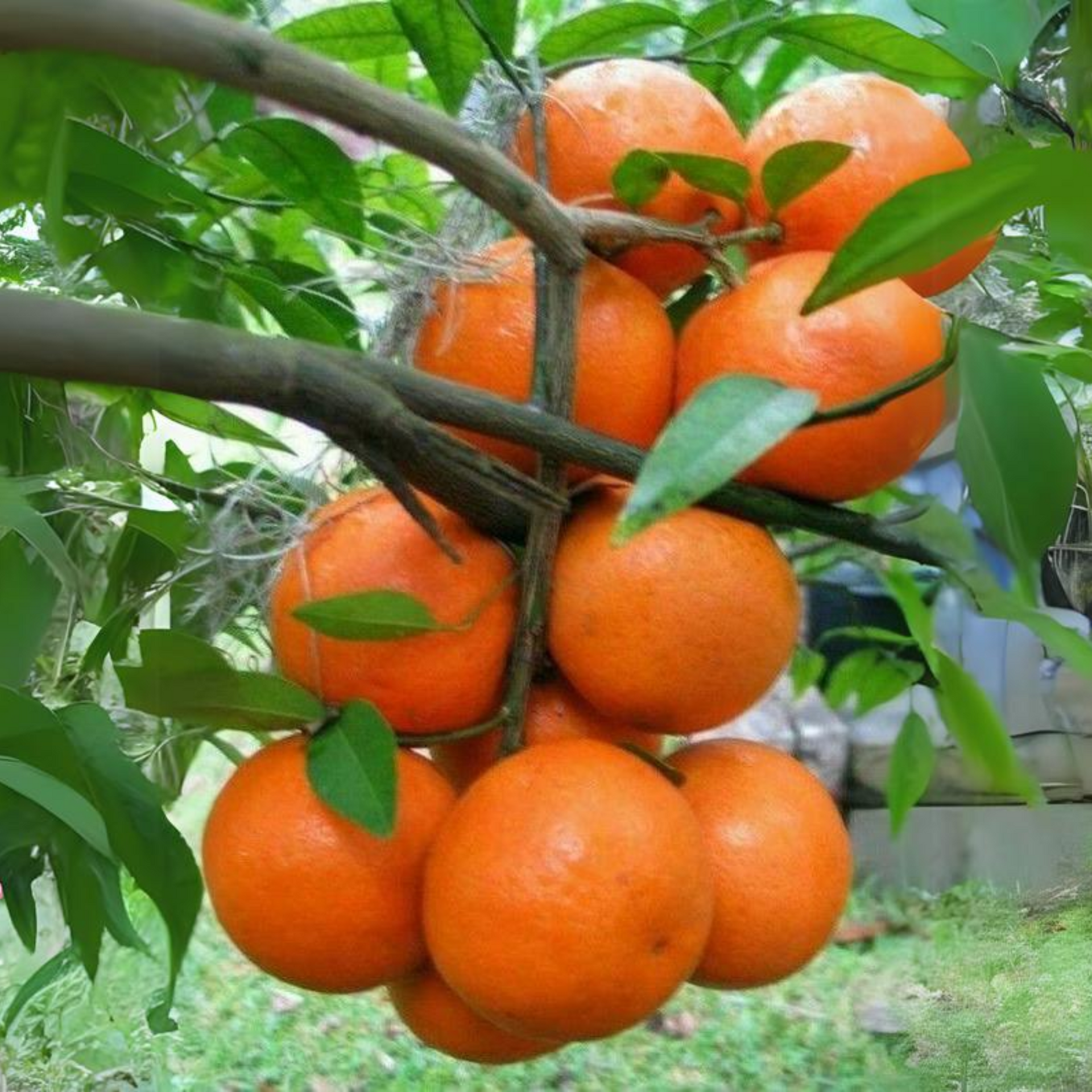 Malta Oranges live Grafted Original Plant