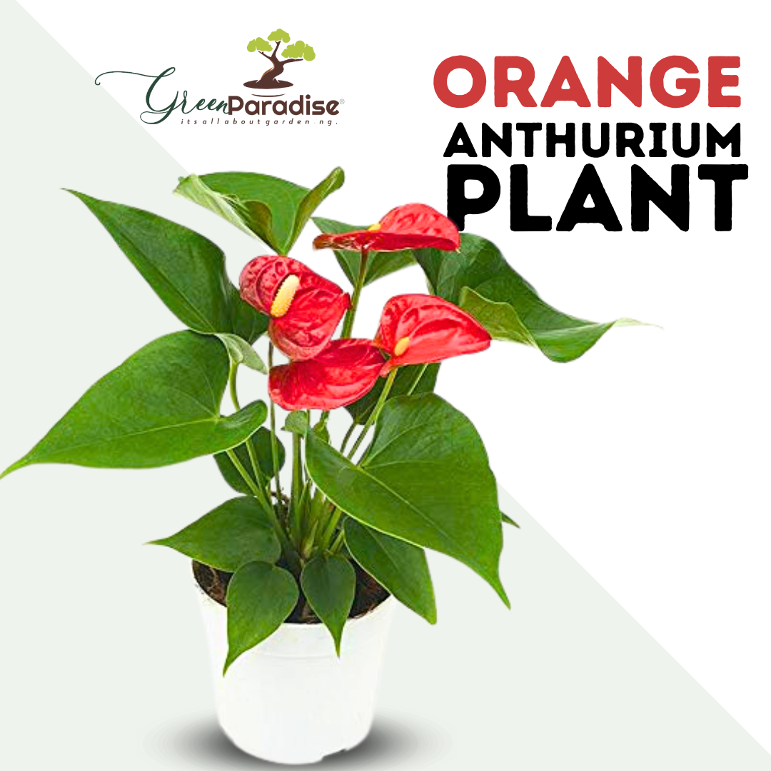 Live Indoor Air Purifying Orange anthurium Plant With Pot