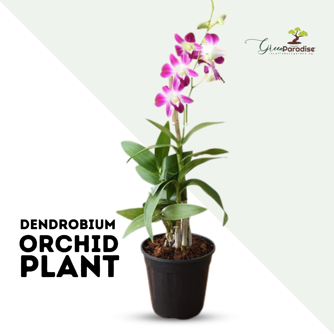 live dendrobium healthy orchid plants(pack of 2)