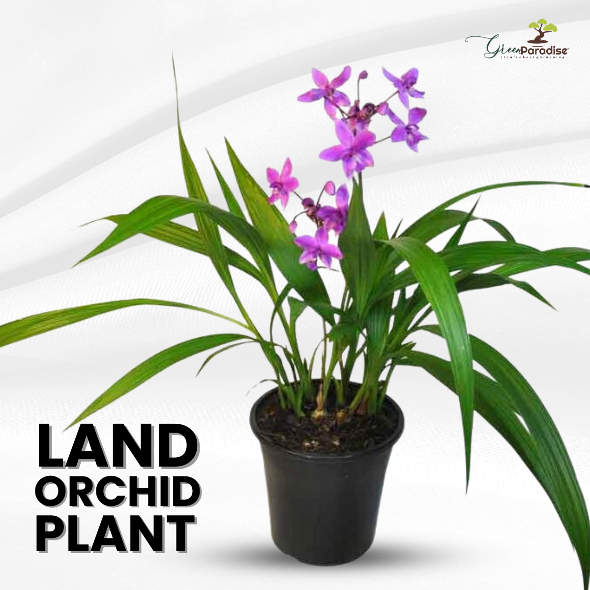 Green Paradise Land Orchid Exclusive New Color Live Plant