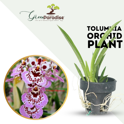 Green Paradise® Tolumnia orchid plants Exotic and Rare Random colors (without flowers)