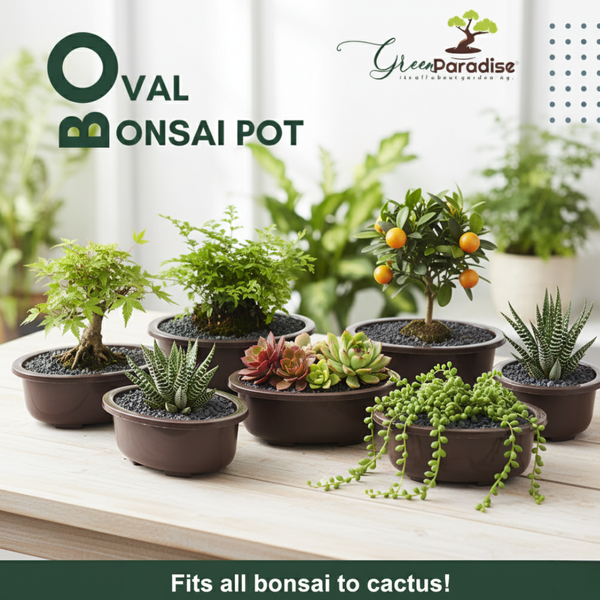 Green Paradise® Oval Bonsai Pot(  Set of 5 ) | 5.5 Inch Plastic Bonsai Training Pots | Purple Clay Color Small Planters for Indoor & Outdoor Plants