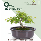 Green Paradise® Oval Bonsai Pot(  Set of 5 ) | 5.5 Inch Plastic Bonsai Training Pots | Purple Clay Color Small Planters for Indoor & Outdoor Plants