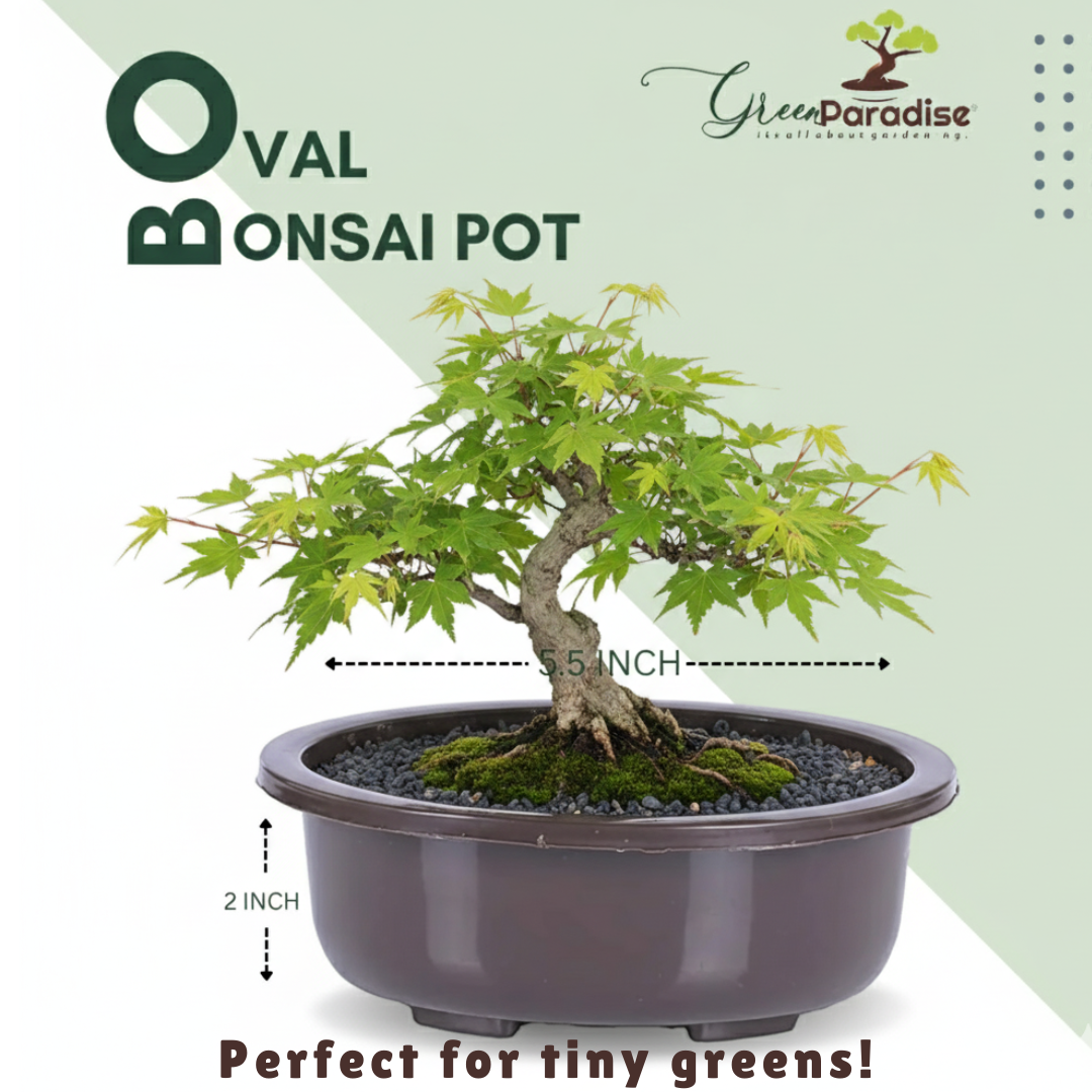 Green Paradise® Oval Bonsai Pot(  Set of 5 ) | 5.5 Inch Plastic Bonsai Training Pots | Purple Clay Color Small Planters for Indoor & Outdoor Plants