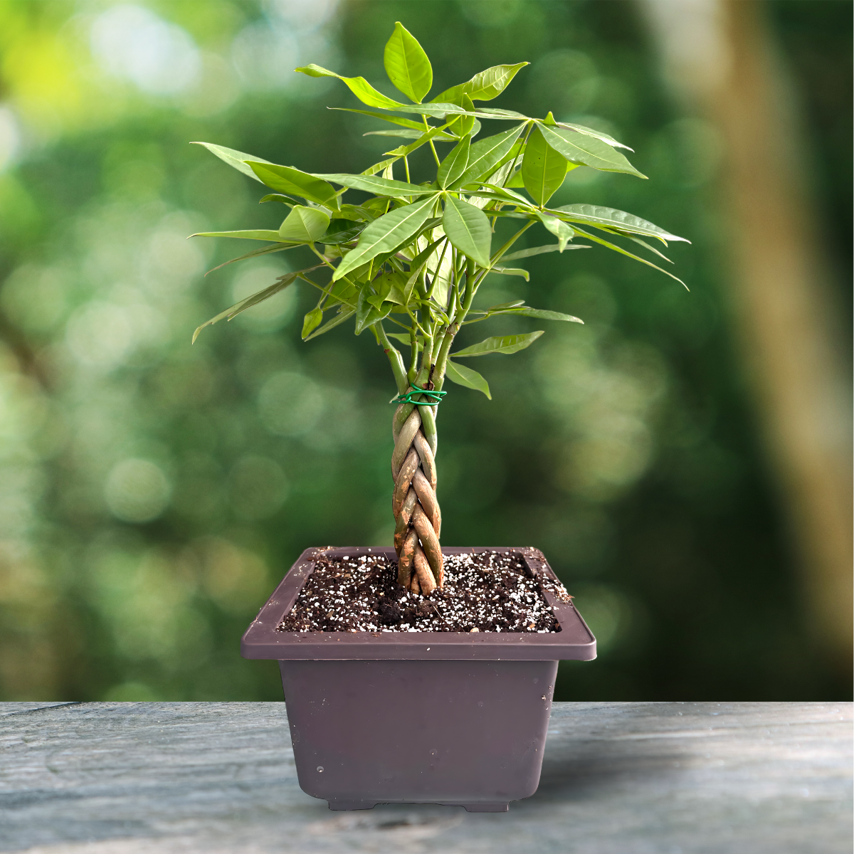 Green Paradise® Pachira  Aquatica Braided Indoor Bonsai Money Plant