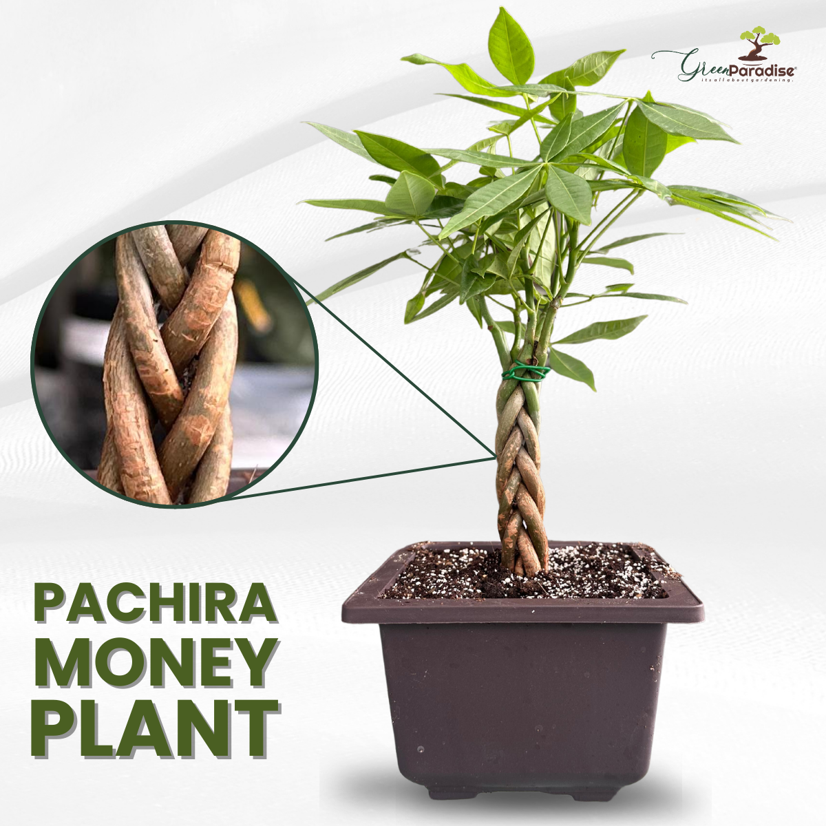 Green Paradise® Pachira  Aquatica Braided Indoor Bonsai Money Plant