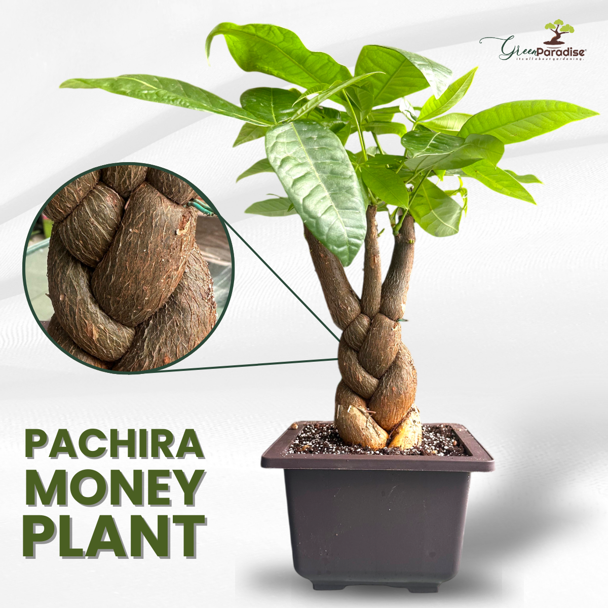 Green Paradise® Pachira Braided Indoor Bonsai Money Plant