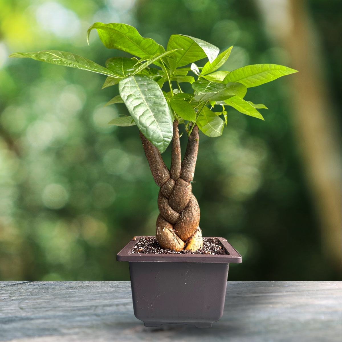 Green Paradise® Pachira Braided Indoor Bonsai Money Plant