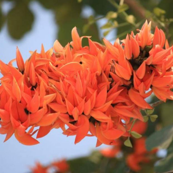 Green Paradise® Sacred Tree – Palash Plant kesuda plant (Butea monosperma) | Flame of the Forest | Rare Flowering & Medicinal Tree