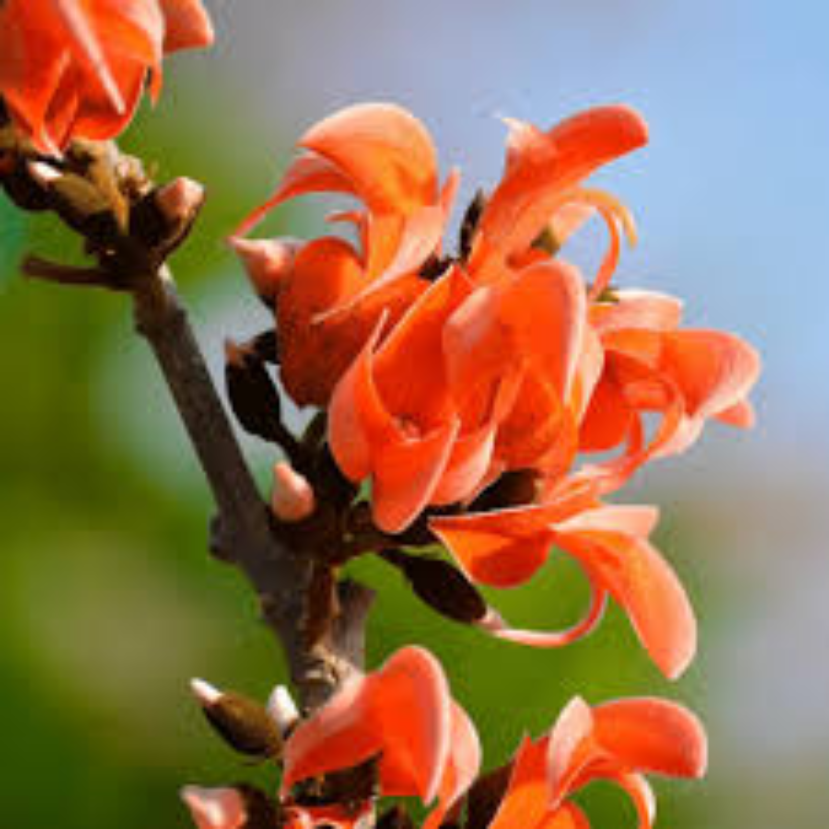 Green Paradise® Sacred Tree – Palash Plant kesuda plant (Butea monosperma) | Flame of the Forest | Rare Flowering & Medicinal Tree