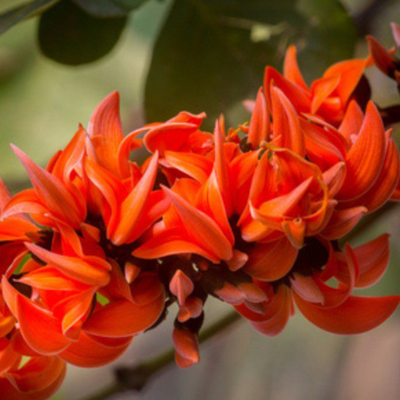 Green Paradise® Sacred Tree – Palash Plant kesuda plant (Butea monosperma) | Flame of the Forest | Rare Flowering & Medicinal Tree