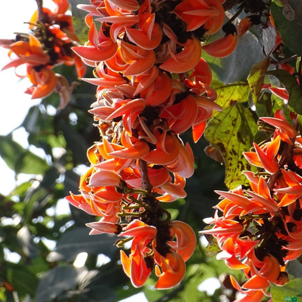 Green Paradise® Sacred Tree – Palash Plant kesuda plant (Butea monosperma) | Flame of the Forest | Rare Flowering & Medicinal Tree