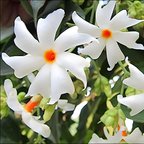Jasmine Mogra live Plant and Live Coral Jasmine Night Flowering Parijat harshringar Live Plant (Set of 2 Plants)
