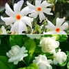 Jasmine Mogra live Plant and Live Coral Jasmine Night Flowering Parijat harshringar Live Plant (Set of 2 Plants)