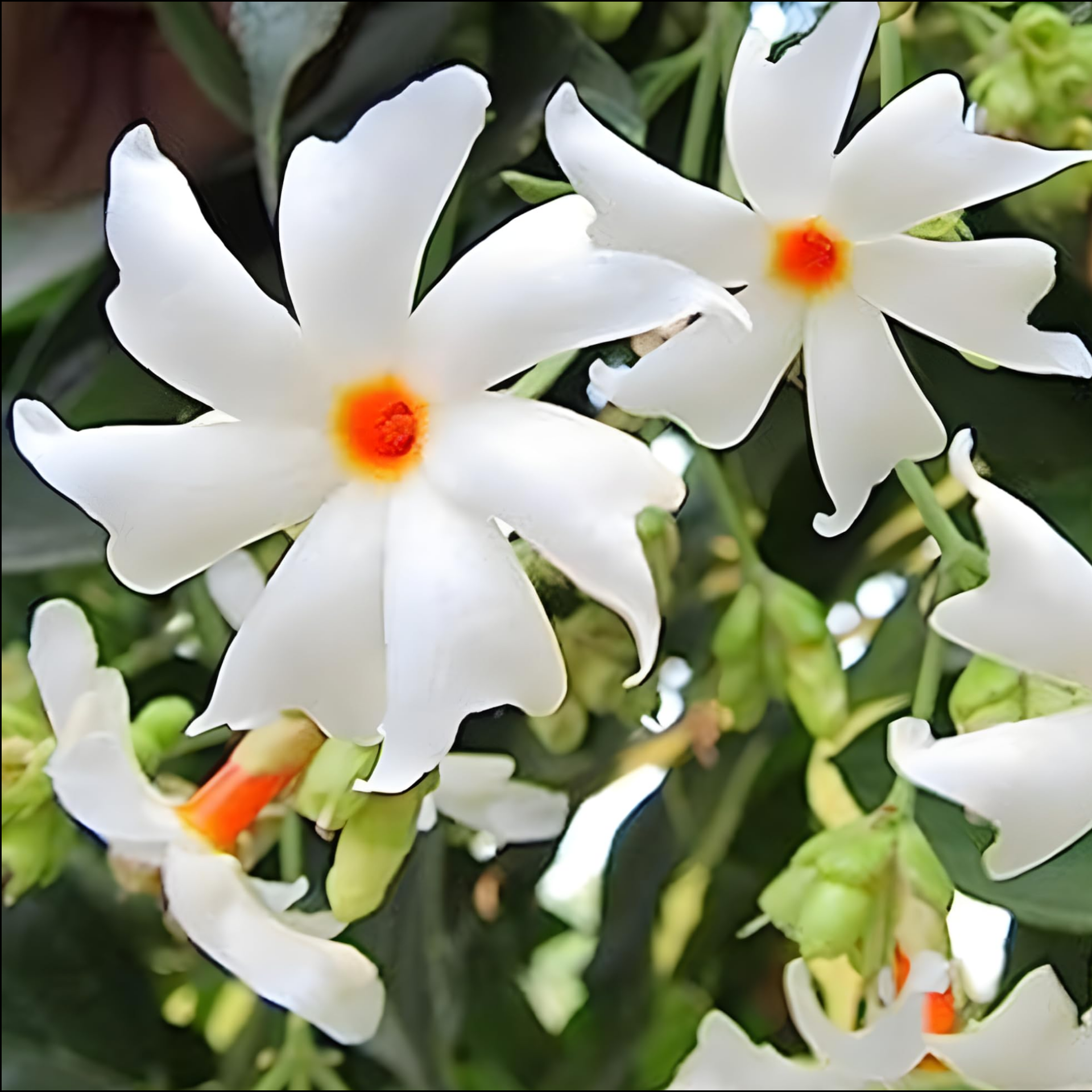 Live Coral Jasmine Night Flowering Parijat harshringar Plant and Ratrani Nigh Queen Live Plant( set of 2 Plants 1 of Each )