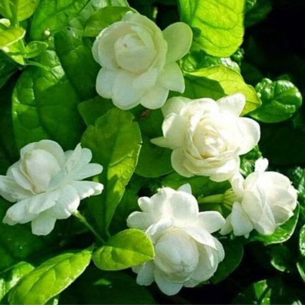 Jasmine Mogra live Plant and Live Coral Jasmine Night Flowering Parijat harshringar Live Plant (Set of 2 Plants)