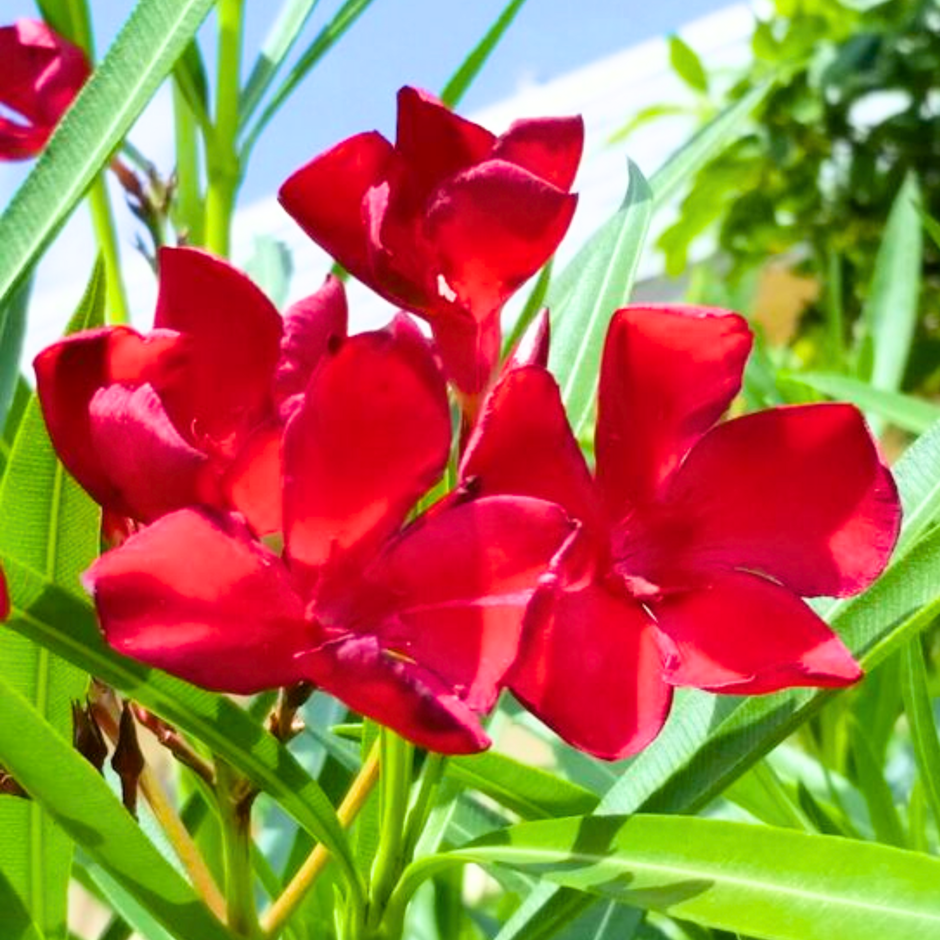 Red Nerium Oleander Kaner Dwarf  Live Healthy Plant