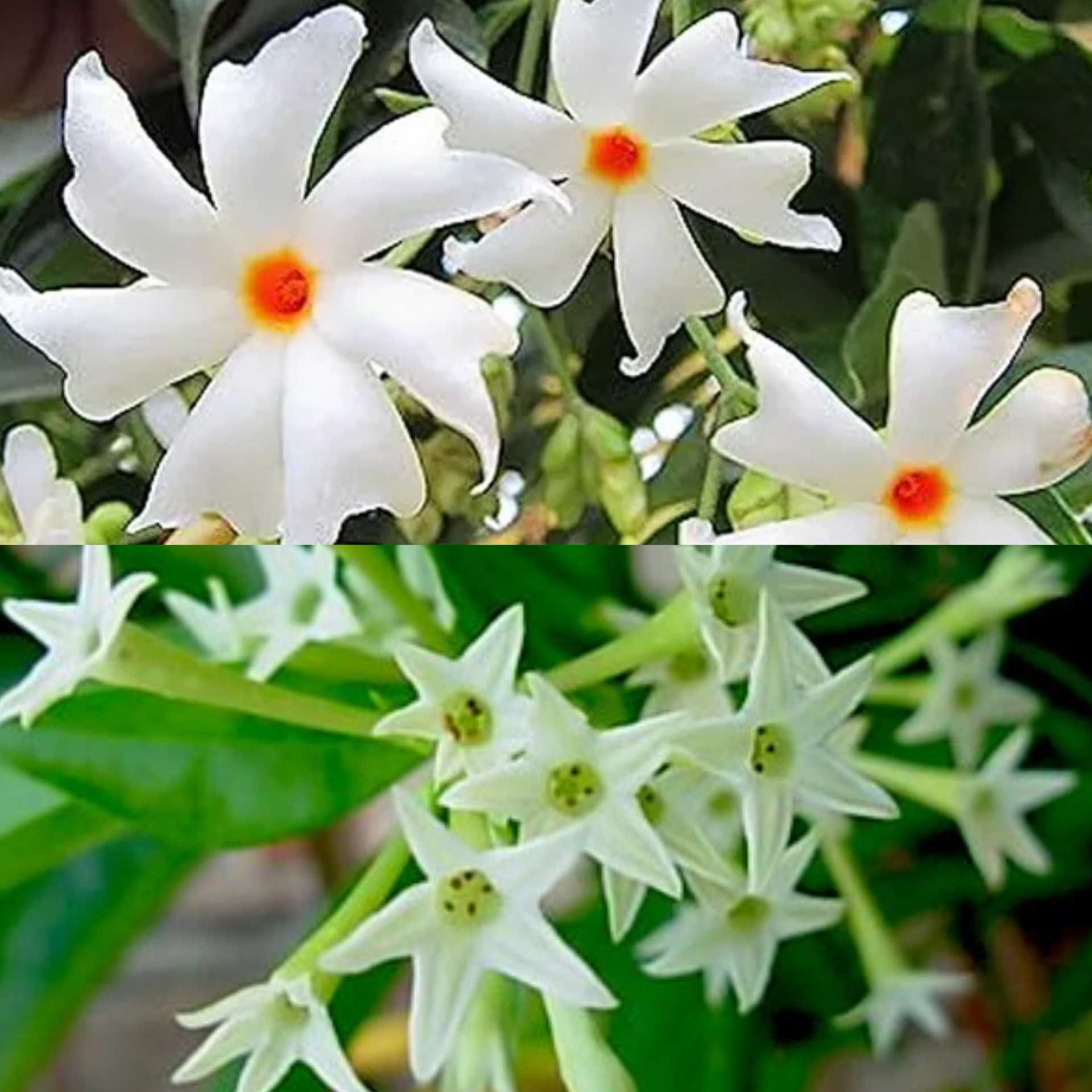 Live Coral Jasmine Night Flowering Parijat harshringar Plant and Ratrani Nigh Queen Live Plant( set of 2 Plants 1 of Each )