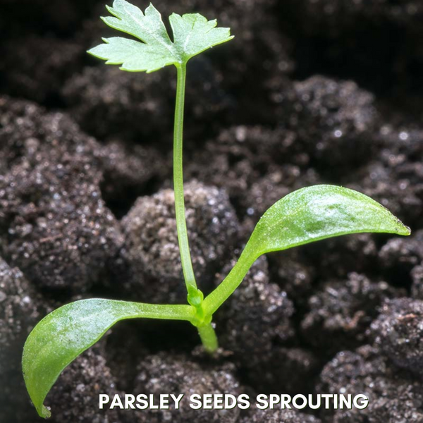 Green Paradise® Parsley IMP Seeds Pack
