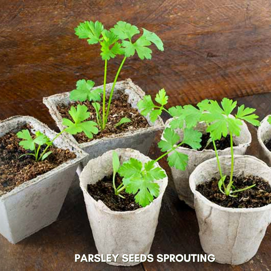 Green Paradise® Parsley IMP Seeds Pack