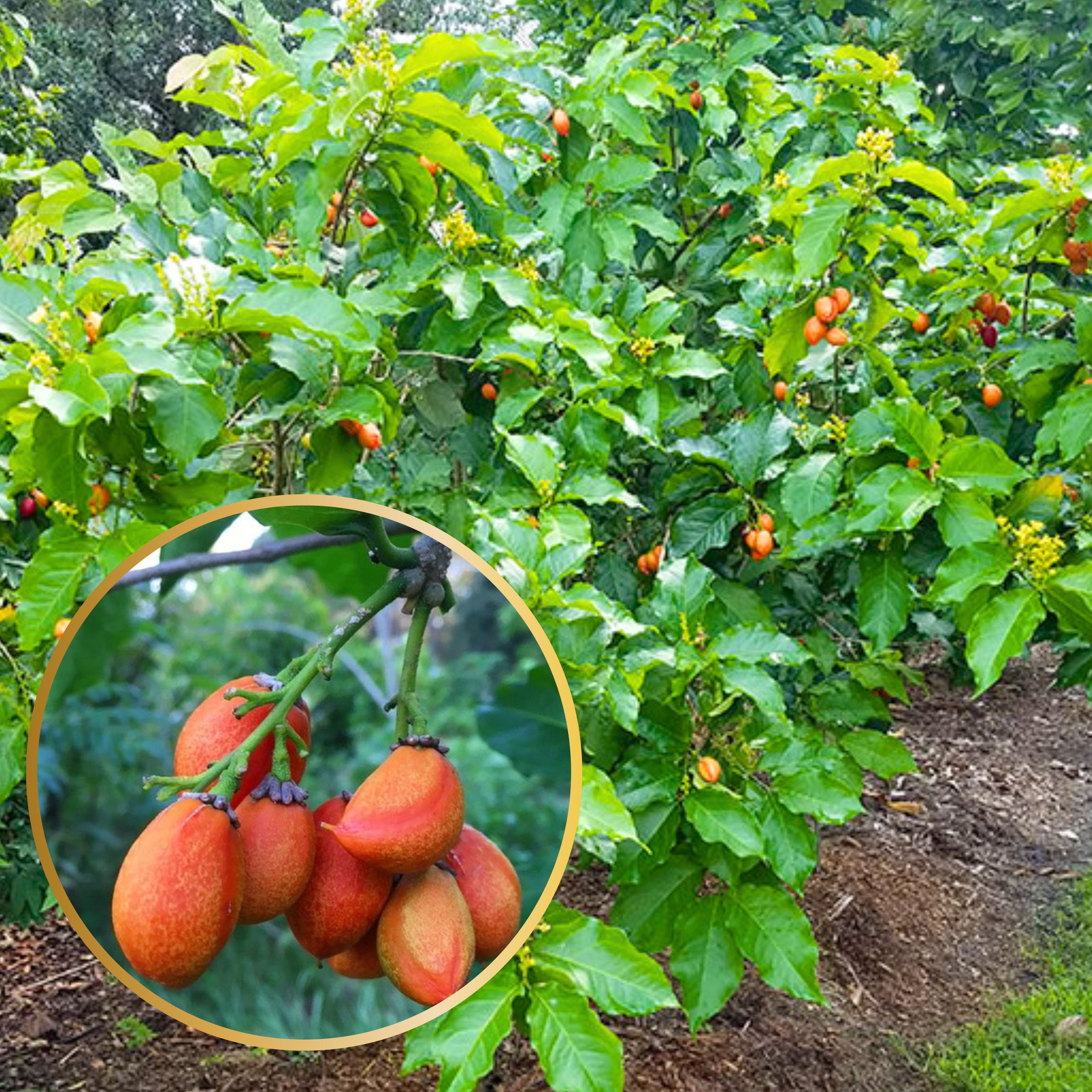 Green Paradise Peanut Butter Fruit Plant Bunchosia argentea Live Plant ...