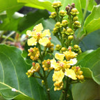 Green Paradise Peanut Butter Plant