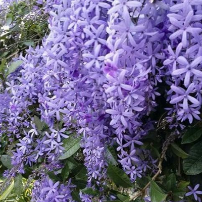 Petrea volubilis Vine Plant Purple Wealth Creeper Sand Paper Vine - Green Paradise Live