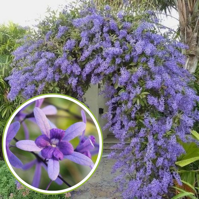 Petrea volubilis Vine Plant Purple Wealth Creeper Sand Paper Vine - Green Paradise Live