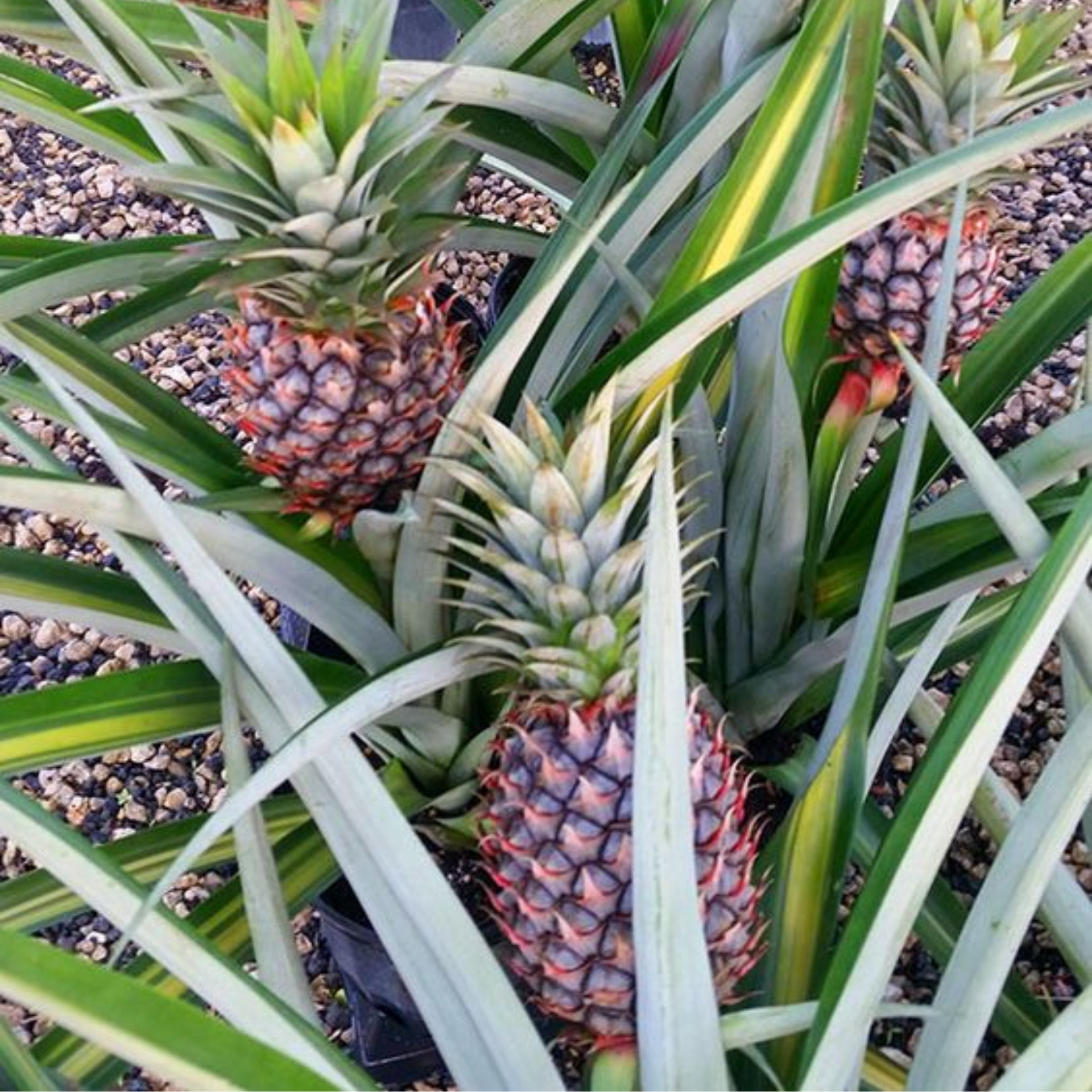 Pineapple Live Plant