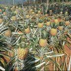 Pineapple Live Plant