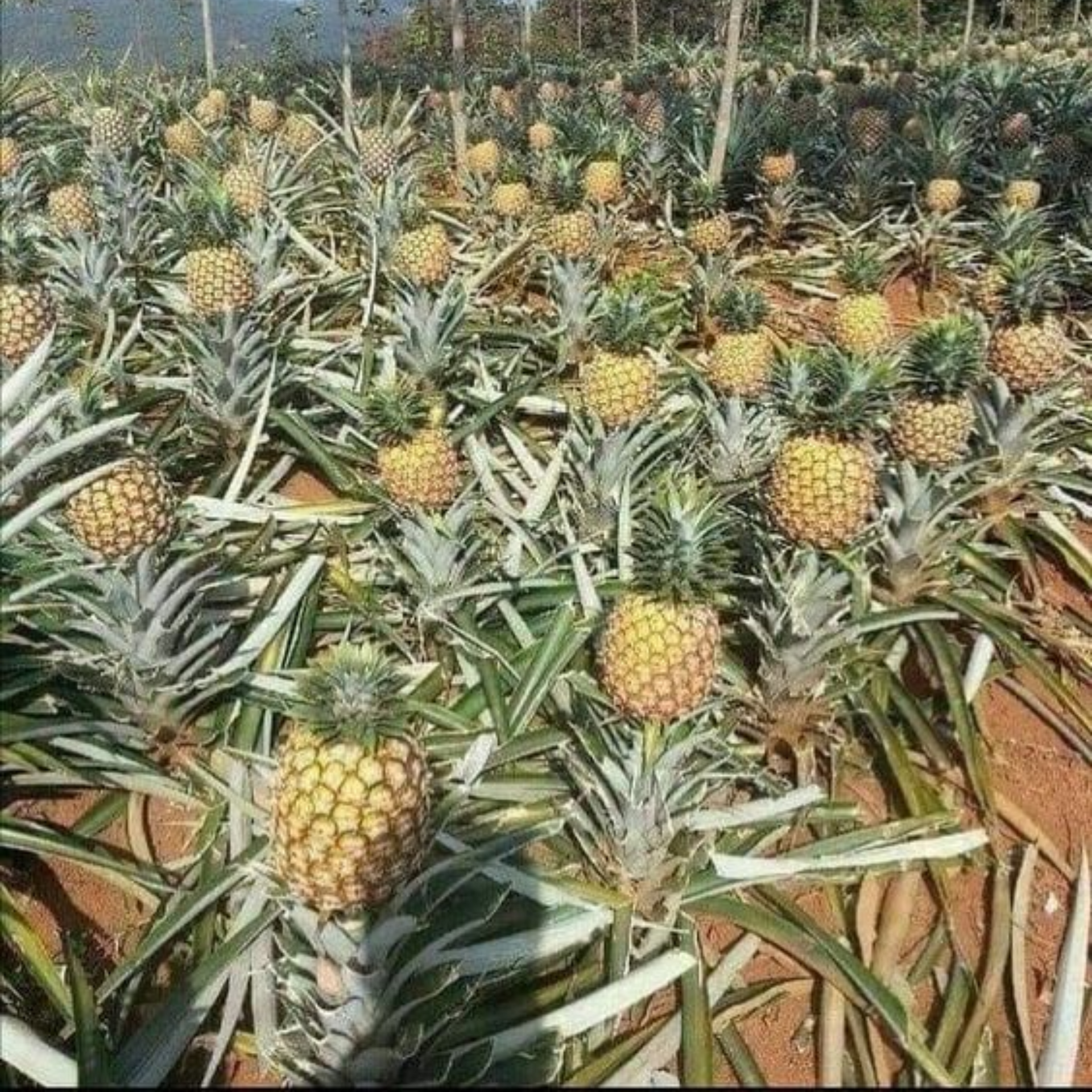 Pineapple Live Plant