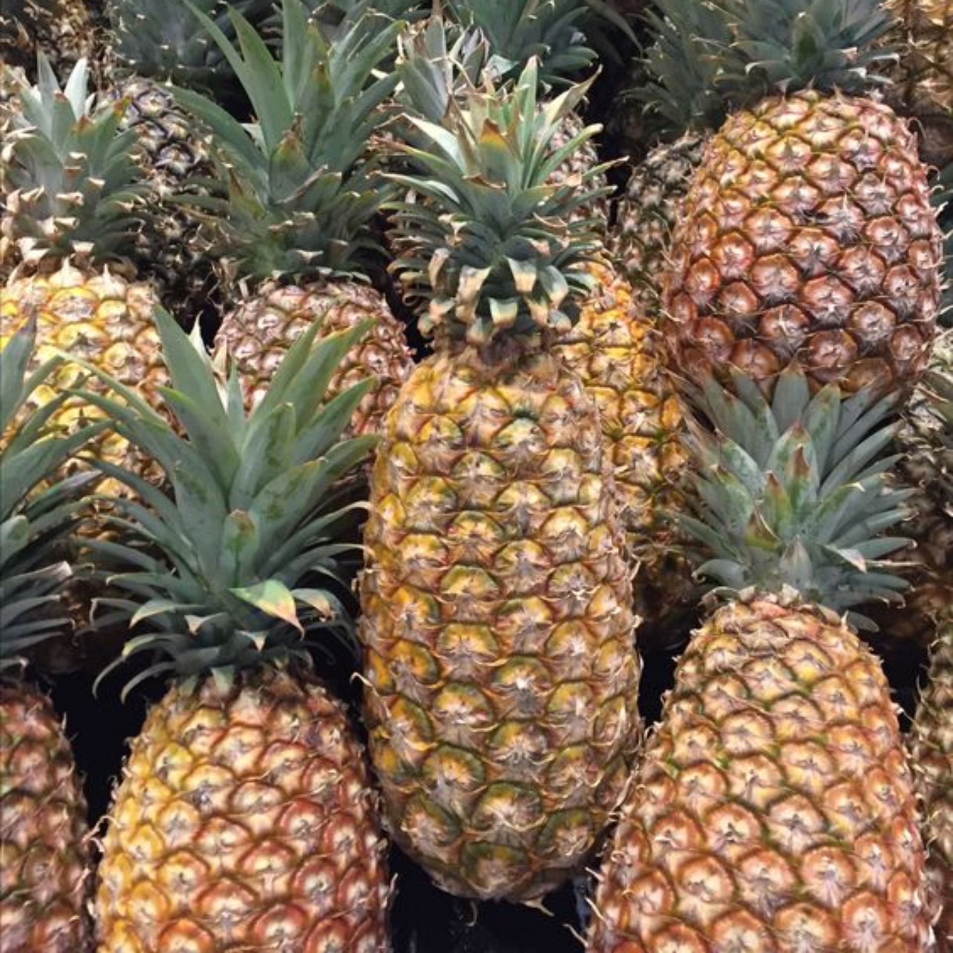 Pineapple Live Plant