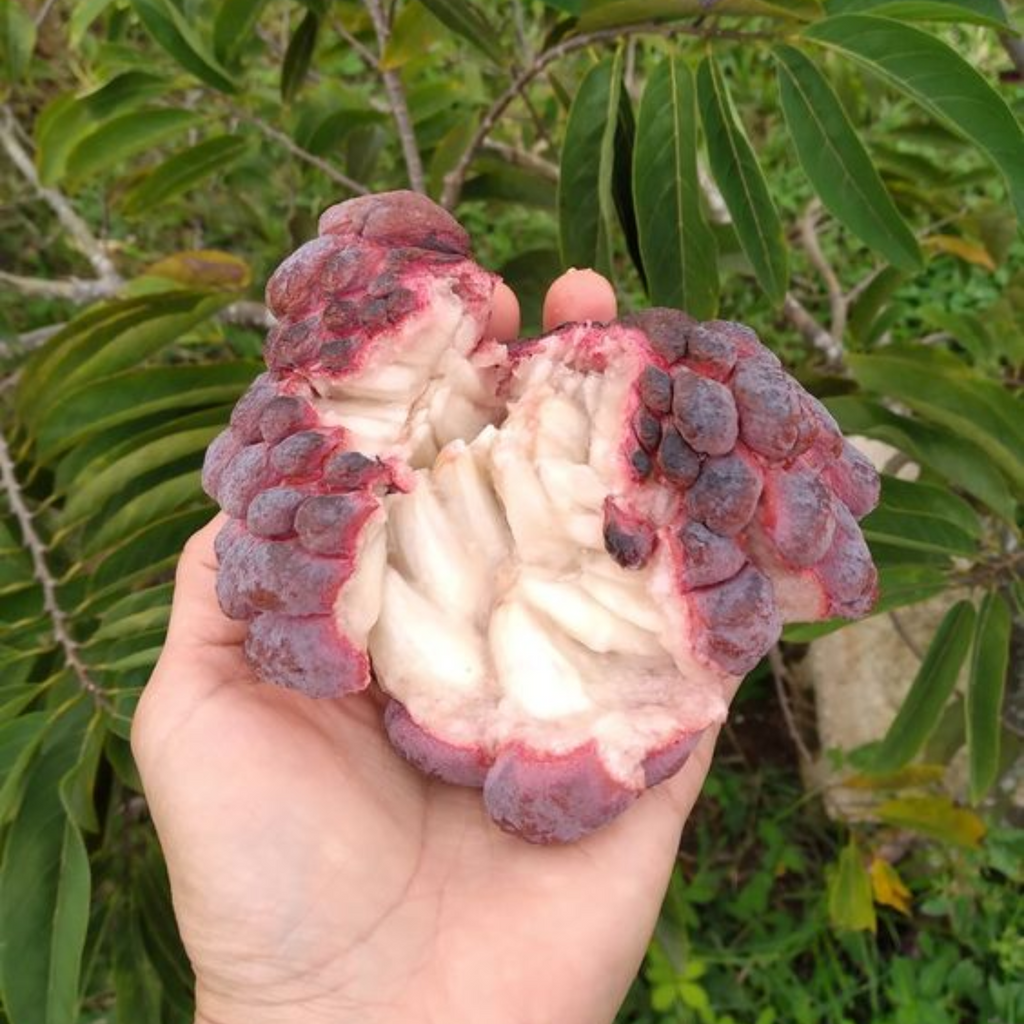 Rare Sugar Applec apple Live Grafted plant
