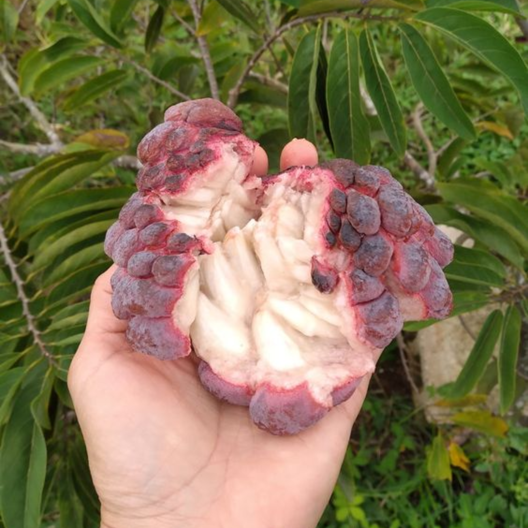 Rare Sugar Applec apple Live Grafted plant
