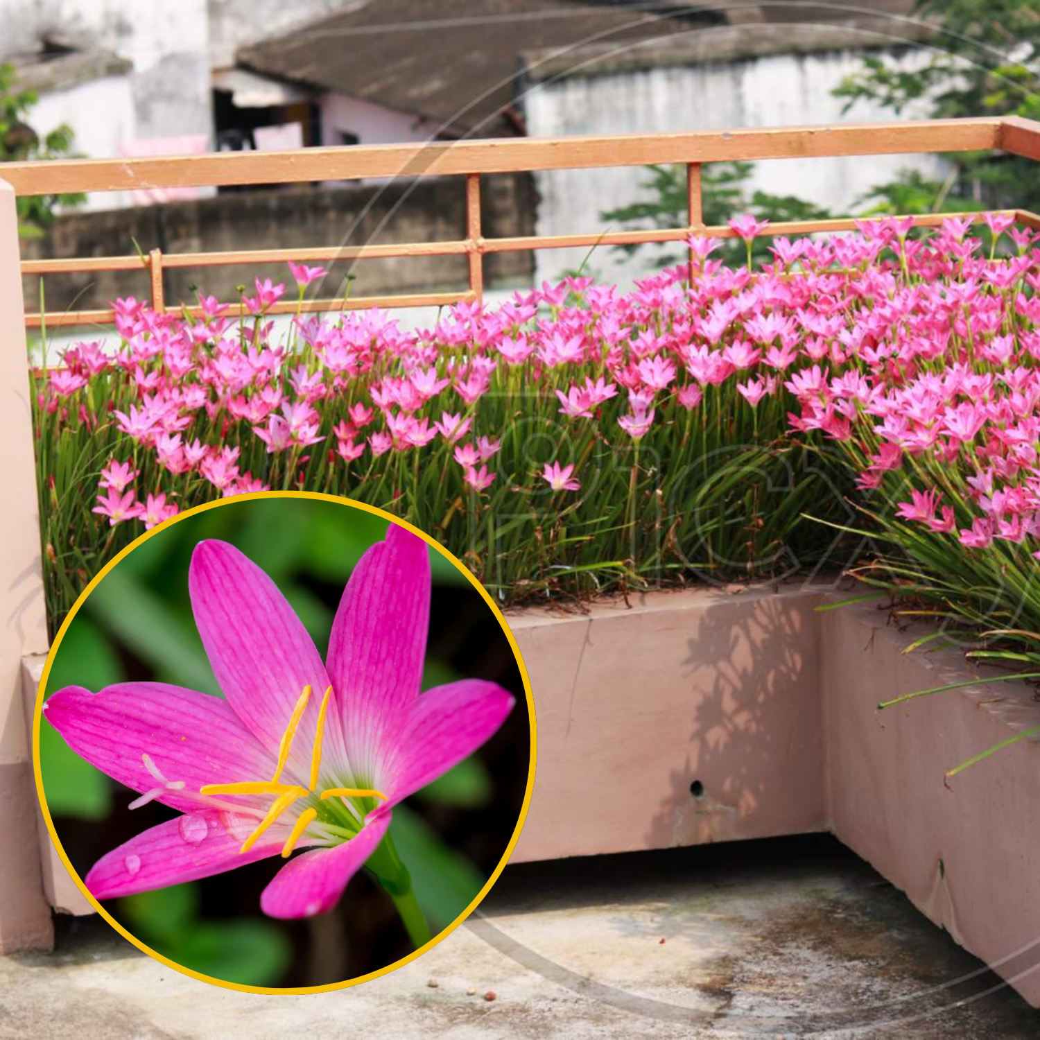 Green Paradise® Pink Rainlily (Zephyranthes candida) Live Plant