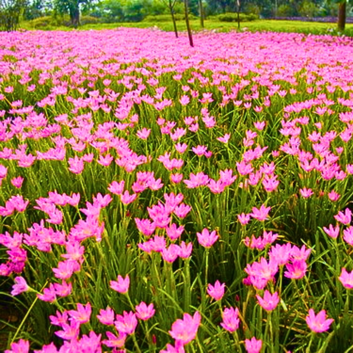 Green Paradise® Pink Rainlily (Zephyranthes candida) Live Plant