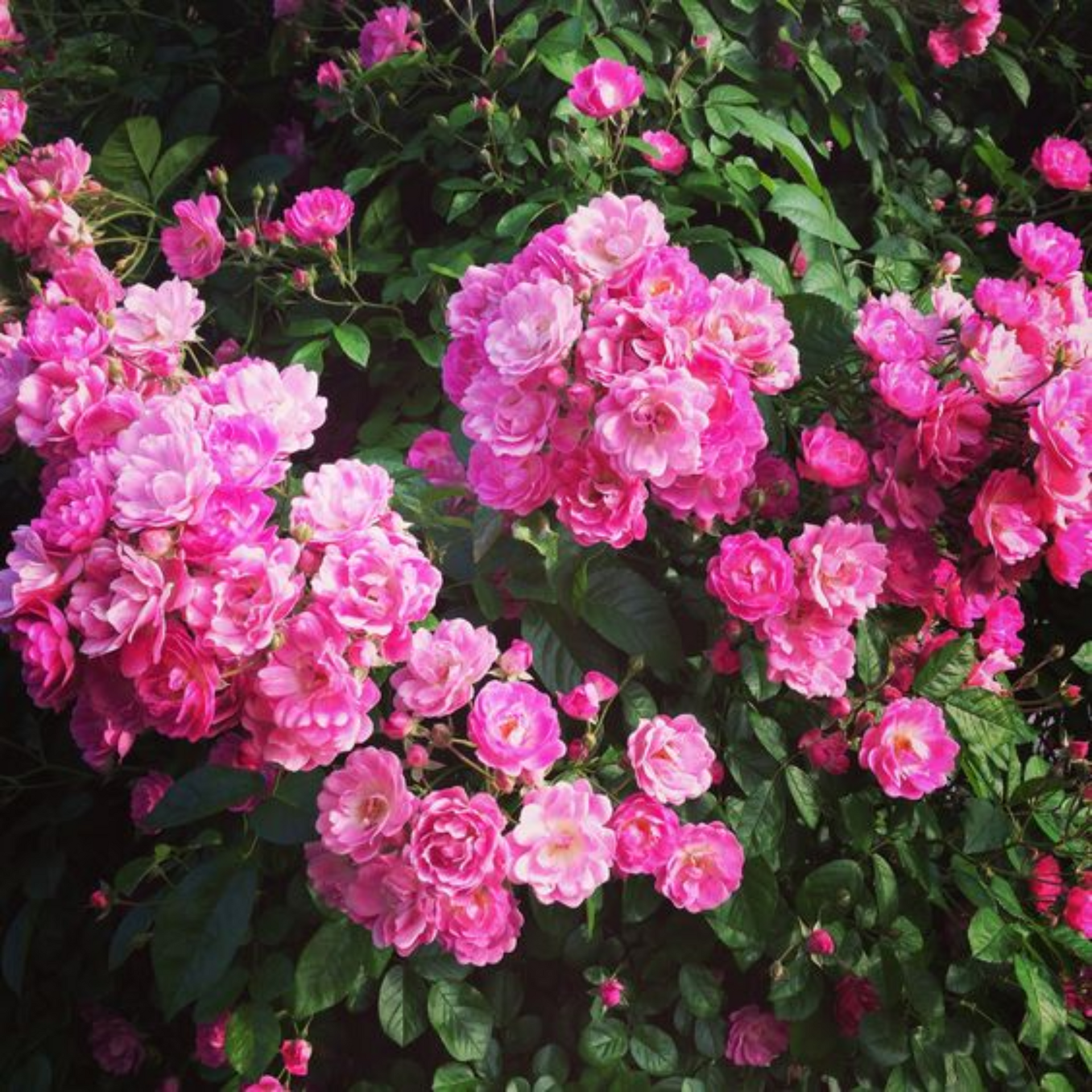 Mini Pink Bunch Roses Plant