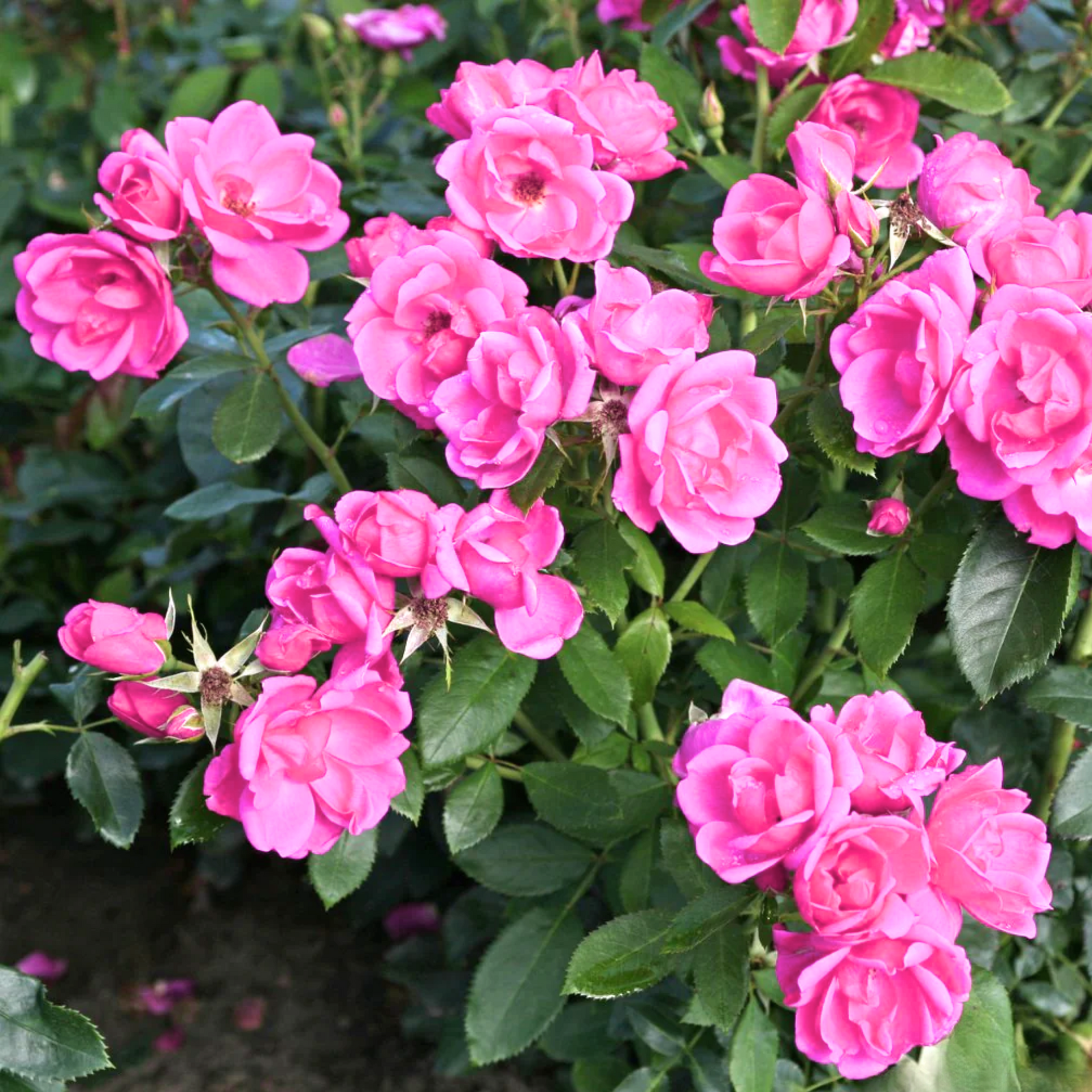 Mini Pink Bunch Roses Plant