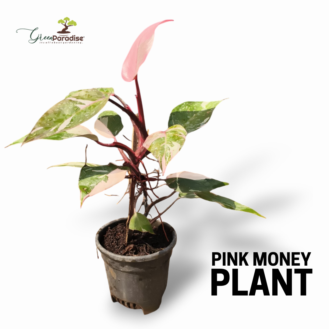 Green Paradise® Pink Philodendron Princess (Pink Money Plant) Live Plant