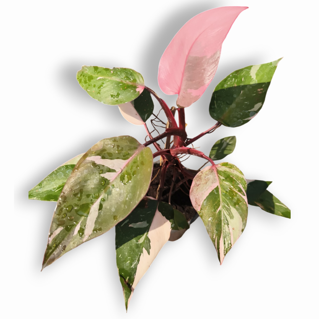 Green Paradise® Pink Philodendron Princess (Pink Money Plant) Live Plant